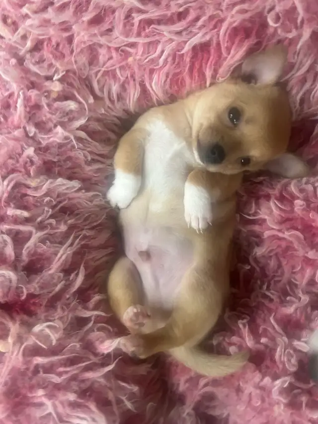 Chihuahuas puppies
