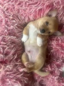 Chihuahuas puppies