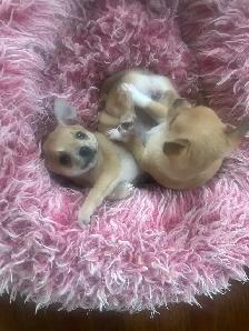 Chihuahuas puppies - Photo 2