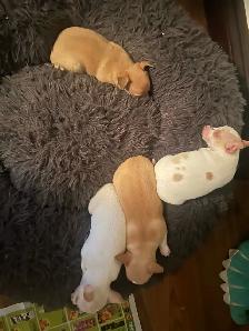 Chihuahuas puppies - Photo 3