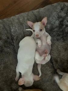 Chihuahuas puppies - Photo 4