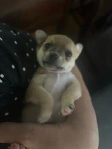 Chihuahuas puppies - Photo 5