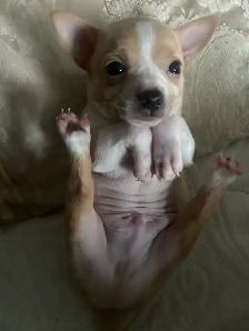 Chihuahuas puppies - Photo 6