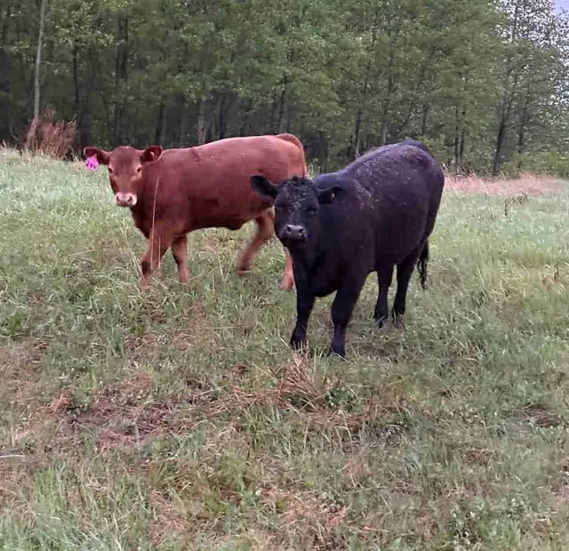 Angus Heifers