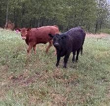 Angus Heifers