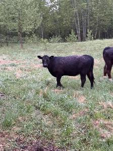 Angus Heifers - Photo 2