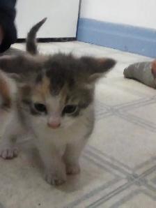 Kittens - Photo 3