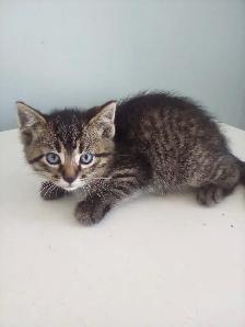 Kittens - Photo 4