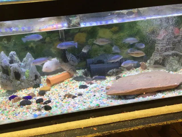 CHIMULAE CICHLIDS FOR SALE