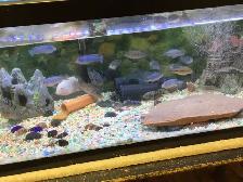 CHIMULAE CICHLIDS FOR SALE