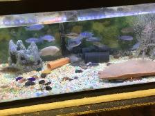 CHIMULAE CICHLIDS FOR SALE - Photo 2