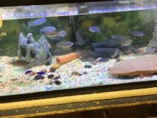 CHIMULAE CICHLIDS FOR SALE - Photo 3