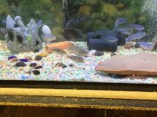 CHIMULAE CICHLIDS FOR SALE - Photo 4