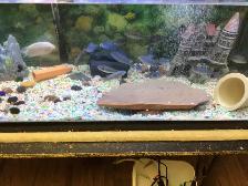 CHIMULAE CICHLIDS FOR SALE - Photo 5