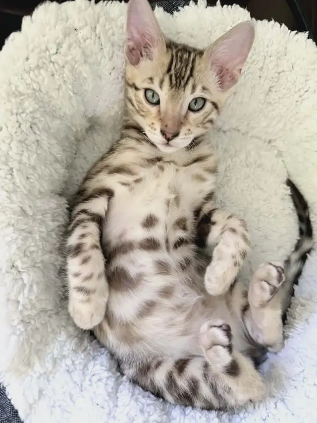 TICA Registered Bengal Male Kitten