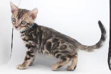 TICA Registered Bengal Male Kitten - Photo 2