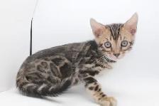 TICA Registered Bengal Male Kitten - Photo 3