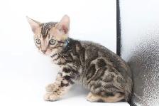 TICA Registered Bengal Male Kitten - Photo 4