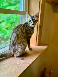 TICA Registered Bengal Male Kitten - Photo 6