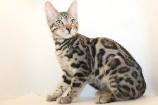 TICA Registered Bengal Male Kitten - Photo 7