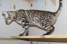 TICA Registered Bengal Male Kitten - Photo 9