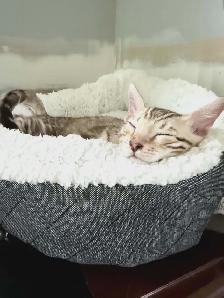 TICA Registered Bengal Male Kitten - Photo 10