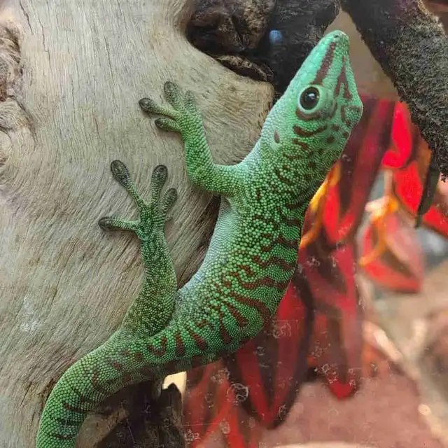 giant day gecko