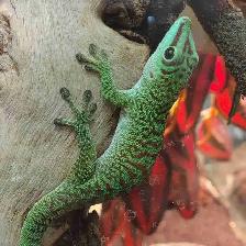 giant day gecko