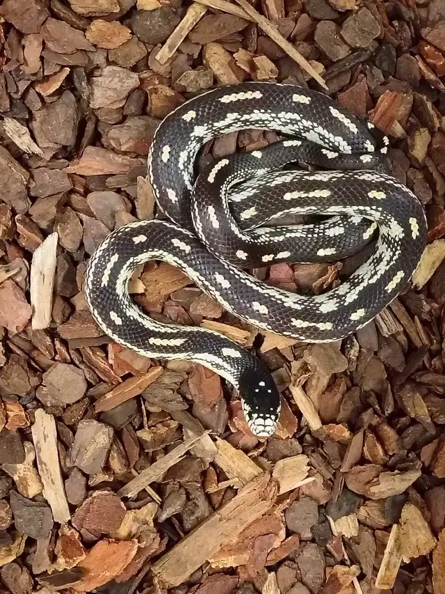 California king snake
