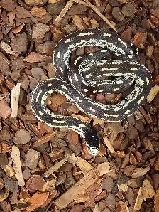 California king snake