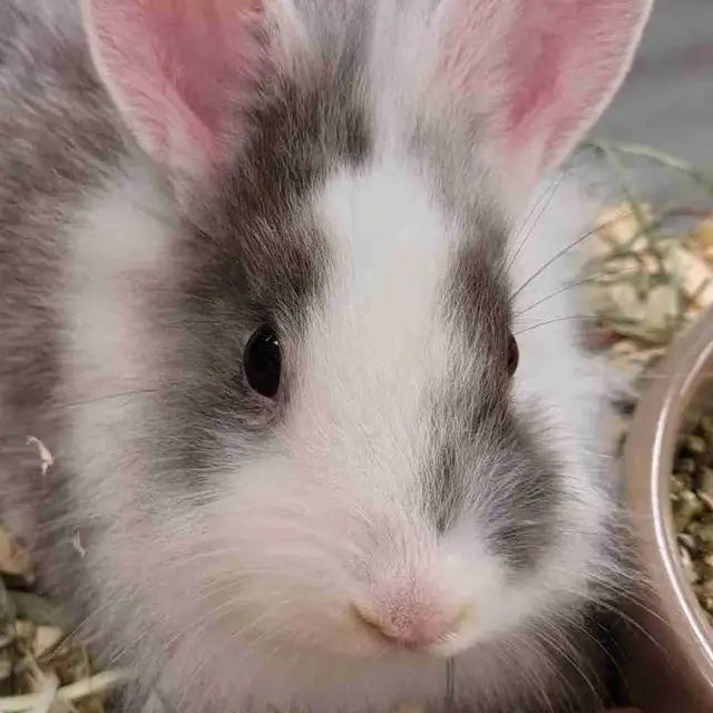 baby lionhead rabbits