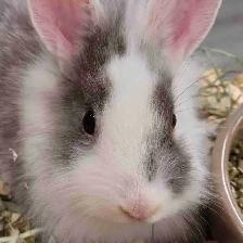 baby lionhead rabbits
