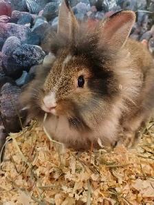 baby lionhead rabbits - Photo 2