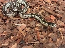 California king snak - Photo 2