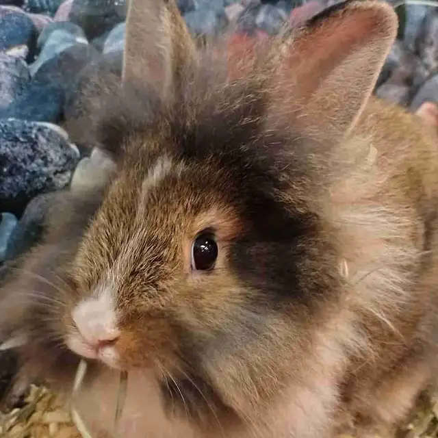 lionhead rabbits
