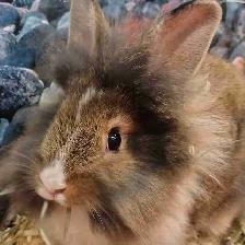 lionhead rabbits