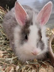 lionhead rabbits - Photo 2
