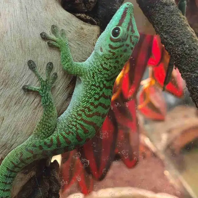 giant day gecko