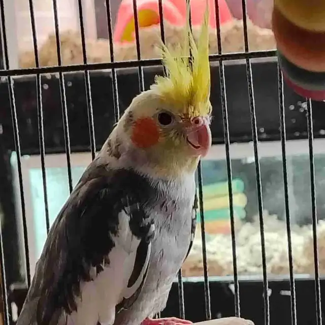 pied cockatiel