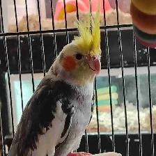 pied cockatiel