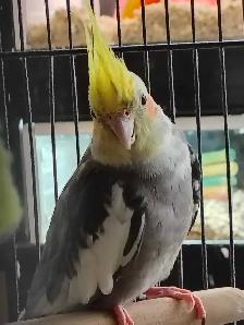 pied cockatiel - Photo 3