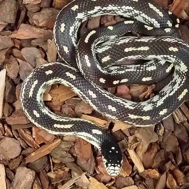 California king snake