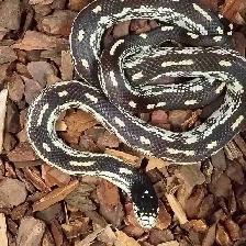 California king snake