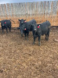 Beef Cattle Herdsperson - Photo 2