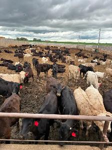 Beef Cattle Herdsperson - Photo 4