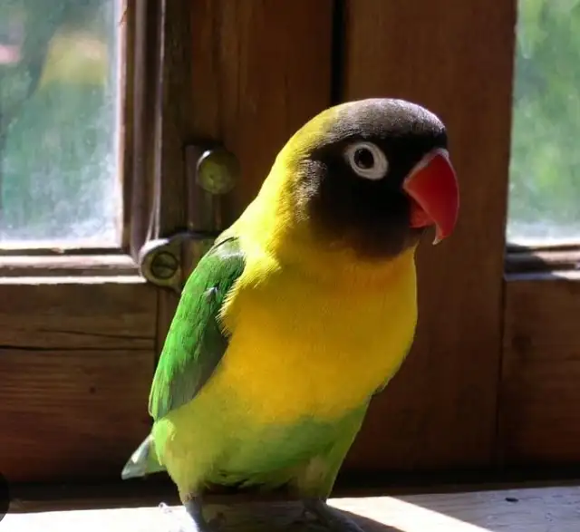 Fisher love bird babies. Ready for their new homes at 8 weeks.