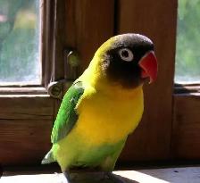 Fisher love bird babies. Ready for their new homes at 8 weeks.