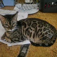 Fermeture chatterie
