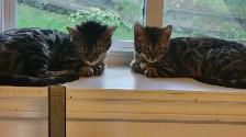 Fermeture chatterie - Photo 2