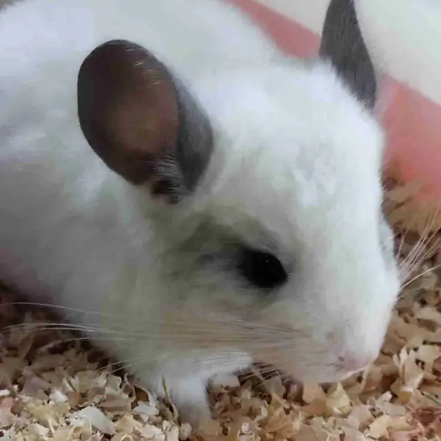baby chinchillas